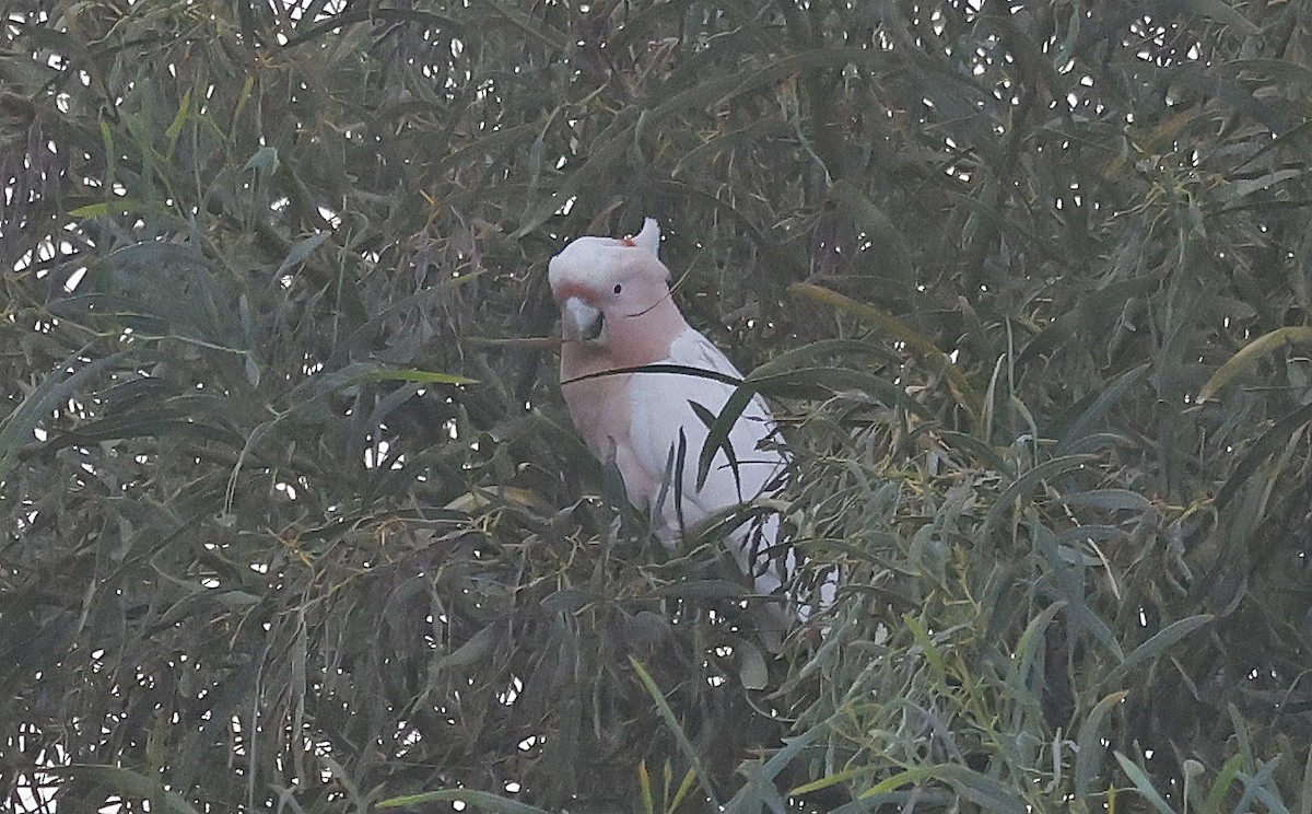 Pink Cockatoo - ML627686039