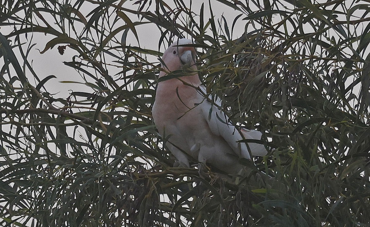 Pink Cockatoo - ML627686041