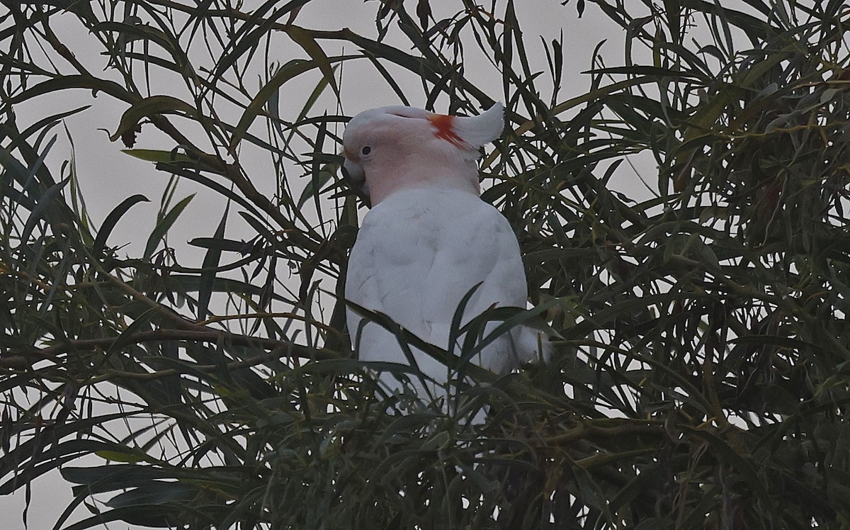 Pink Cockatoo - ML627686045