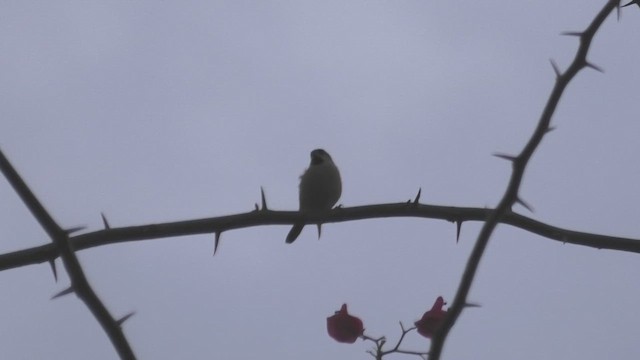 Madagascar Munia - ML627686277