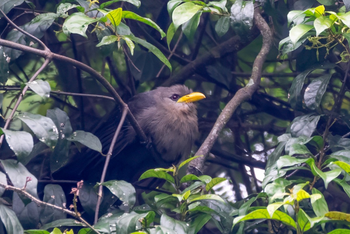 Green Malkoha - ML627686299