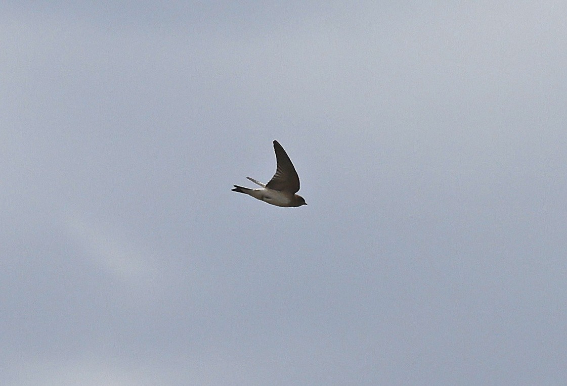 Fairy Martin - ML627686301