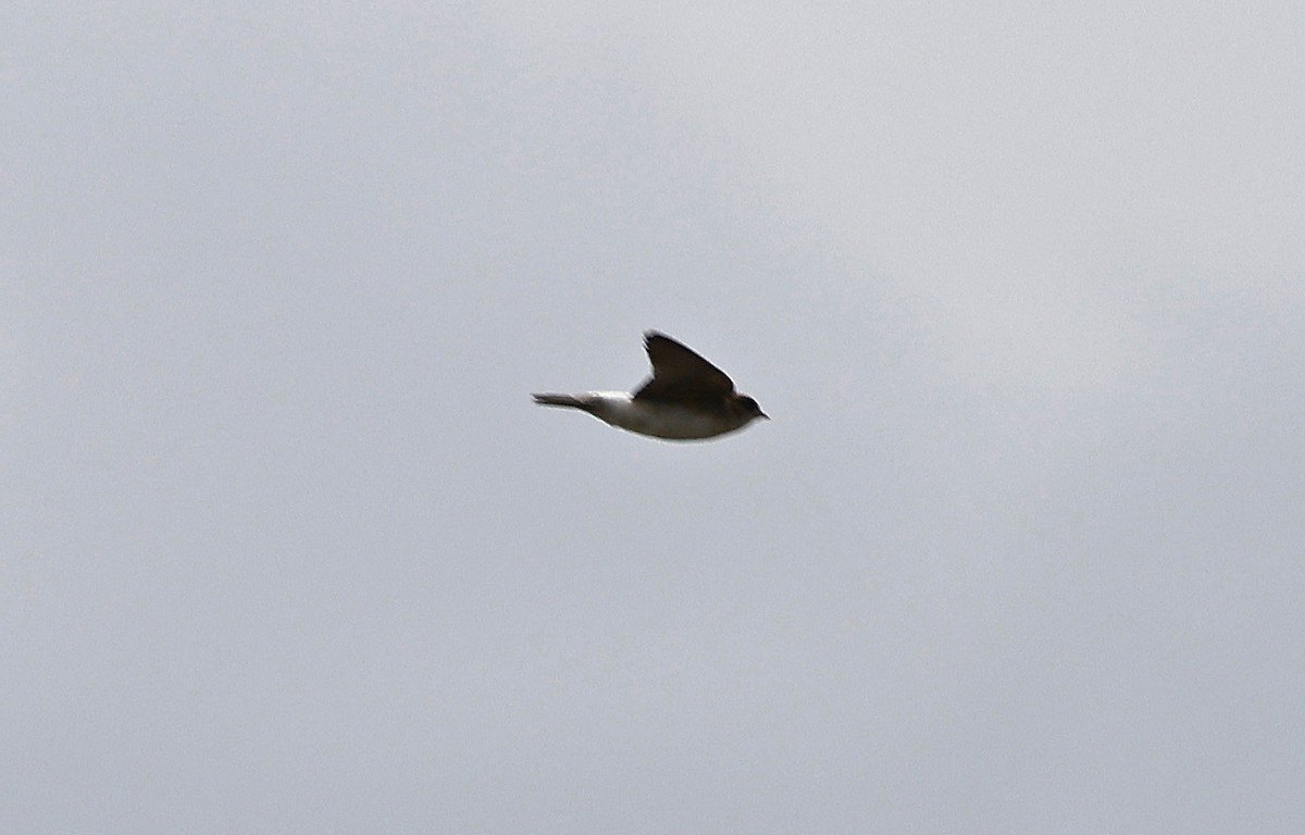 Fairy Martin - ML627686306