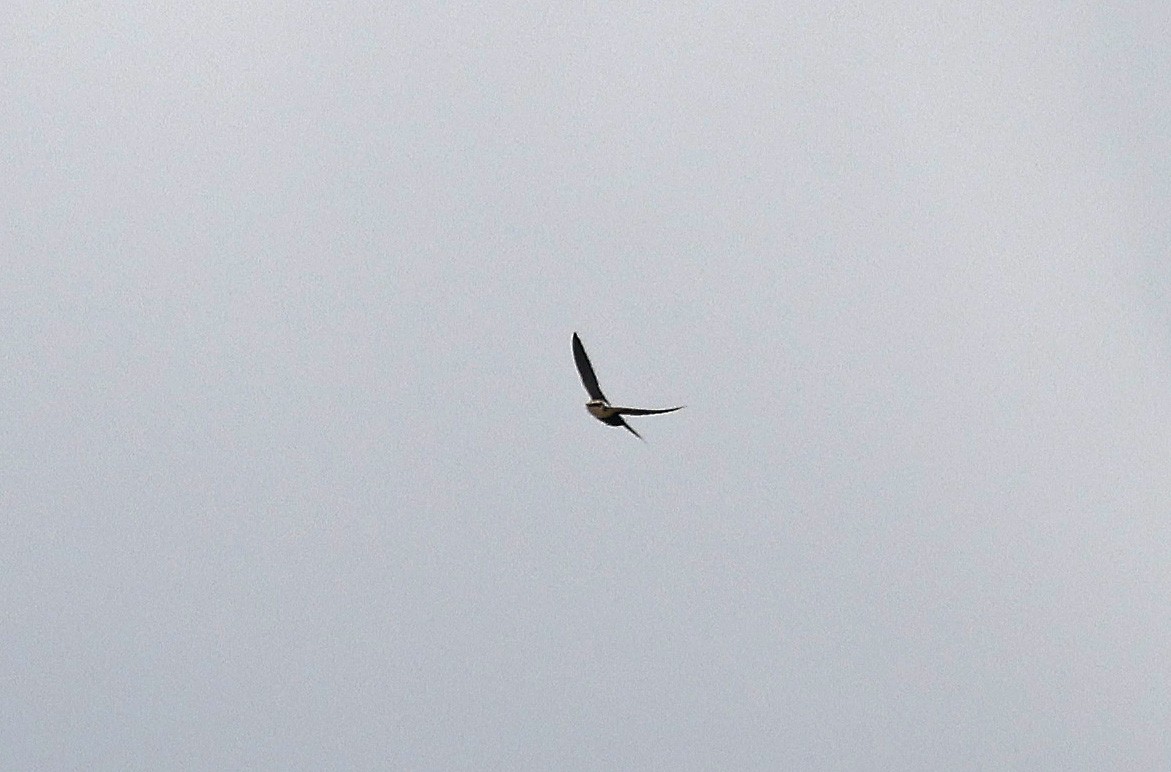 White-backed Swallow - ML627686309