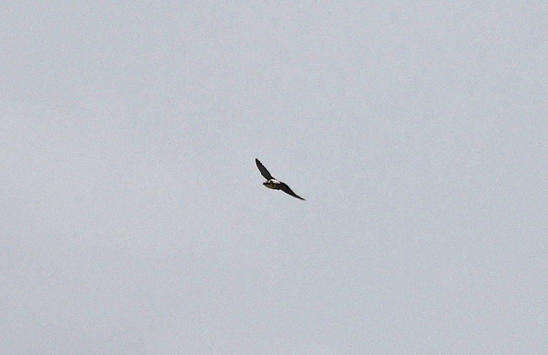 White-backed Swallow - ML627686312