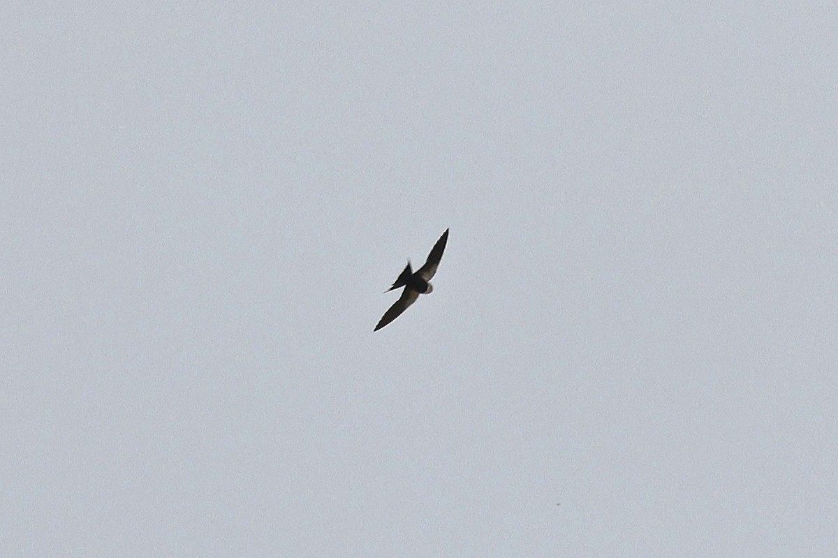 White-backed Swallow - ML627686313