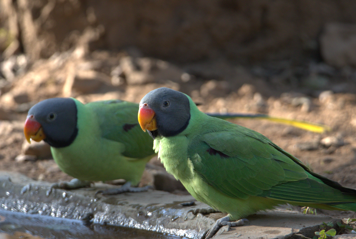 Slaty-headed Parakeet - ML627686408