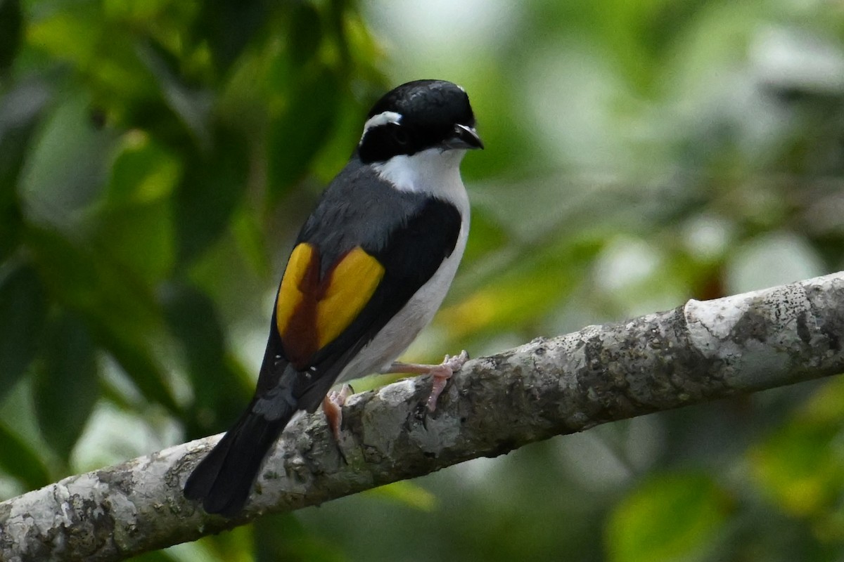 White-browed Shrike-Babbler (Dalat) - ML627686527