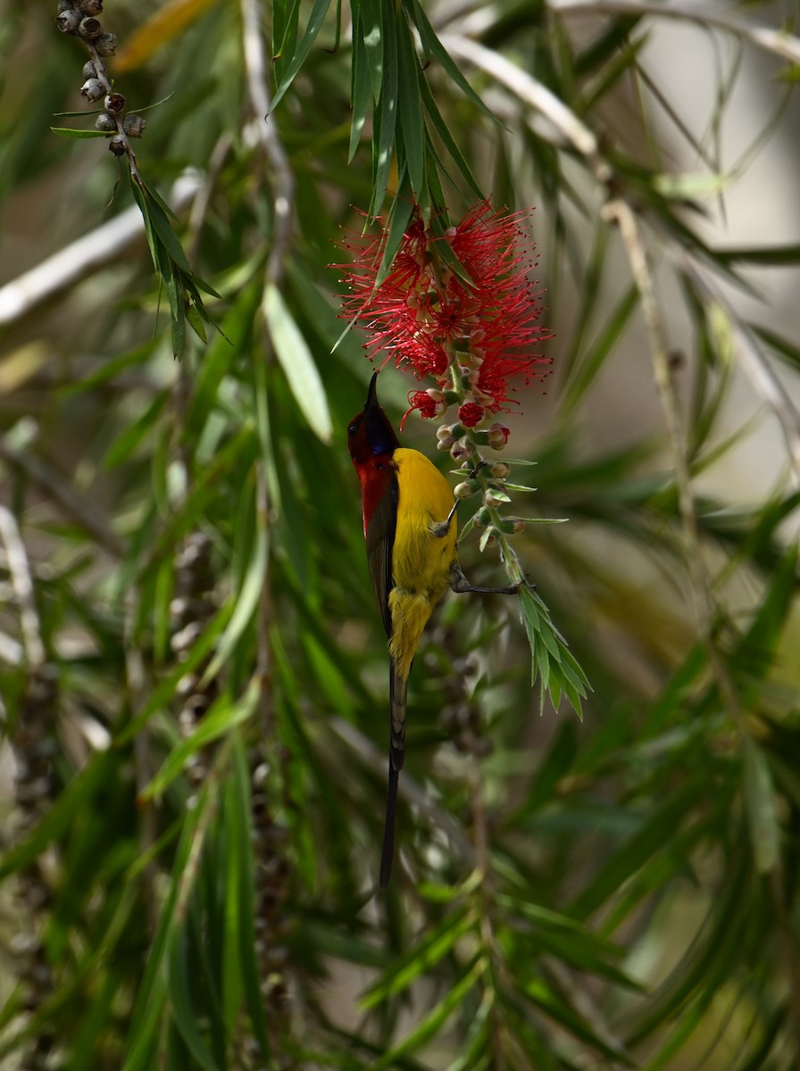 Black-throated Sunbird - ML627686582