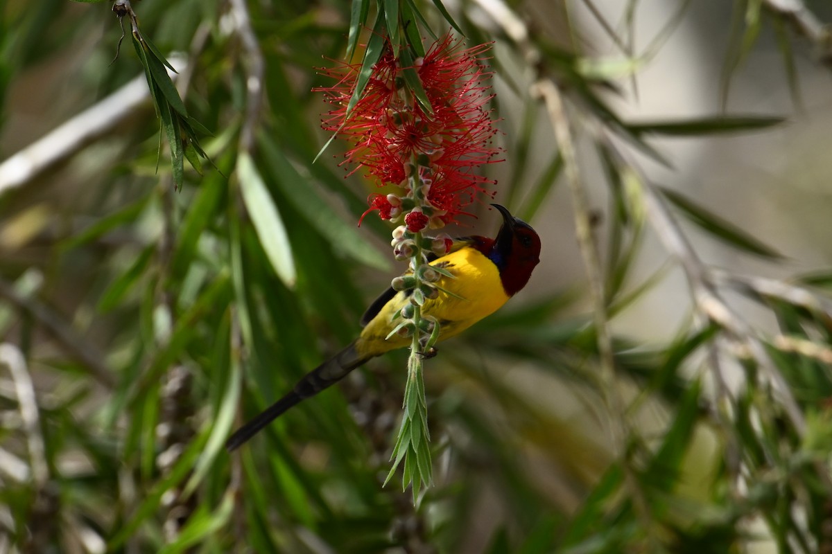 Black-throated Sunbird - ML627686584