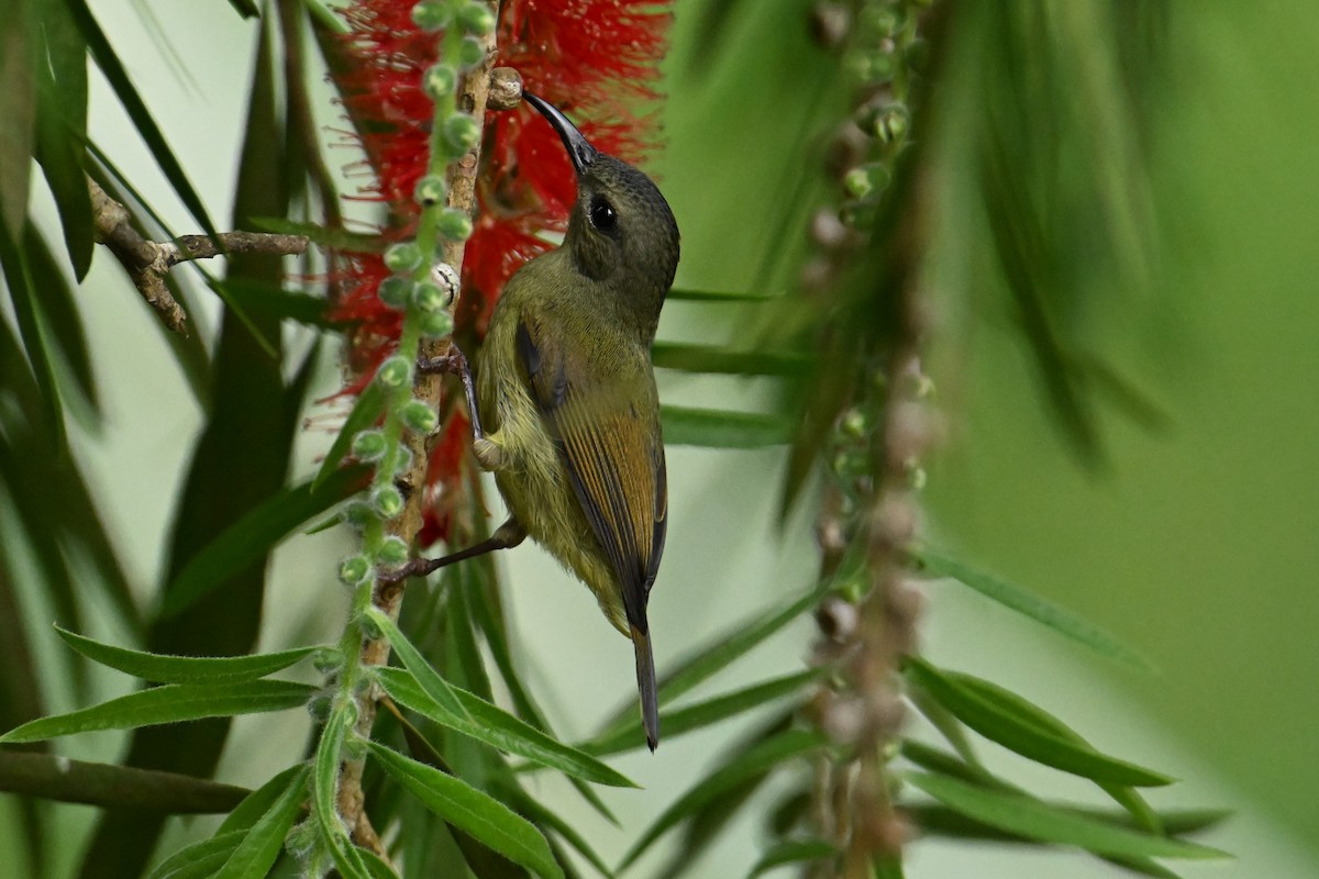 Black-throated Sunbird - ML627686588