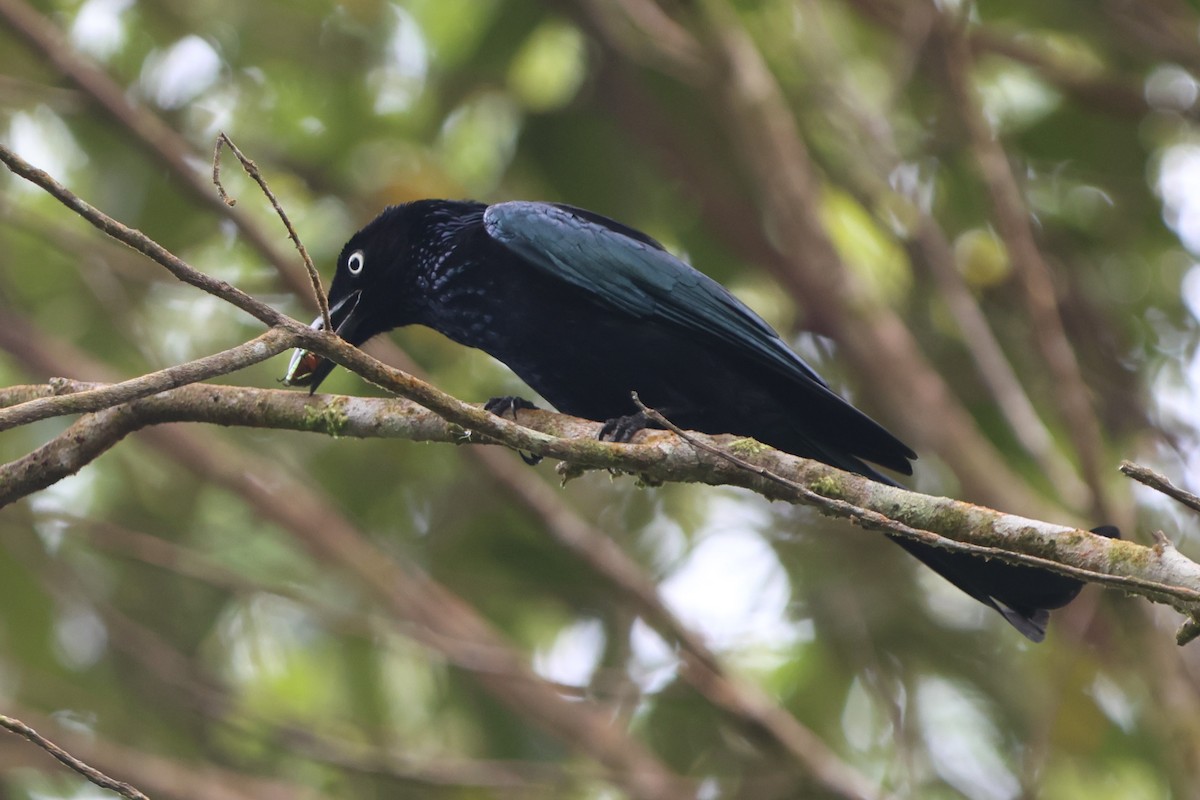 Hair-crested Drongo (White-eyed) - ML627686670