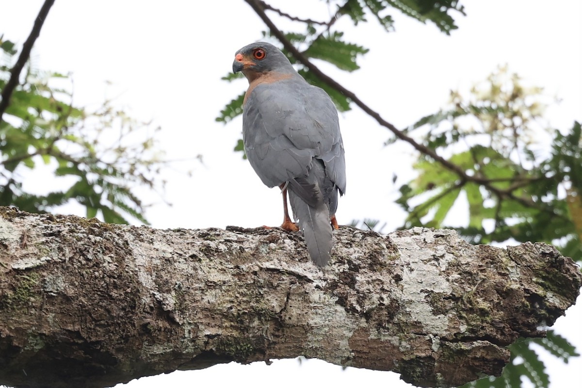 Variable Goshawk - ML627686677