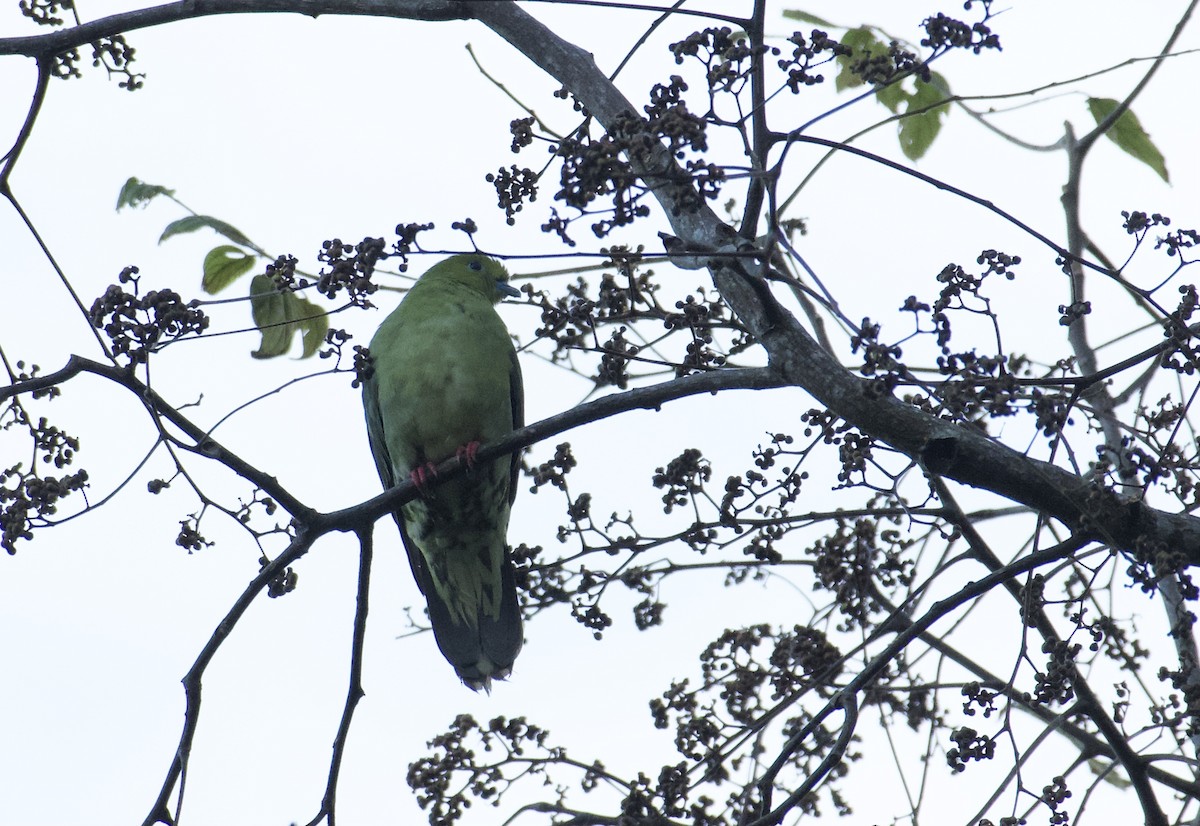 Wedge-tailed Green-Pigeon - ML627686695