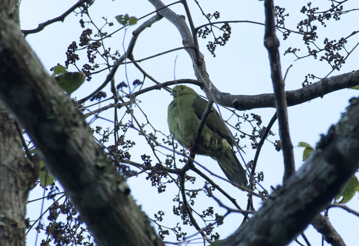 Wedge-tailed Green-Pigeon - ML627686696