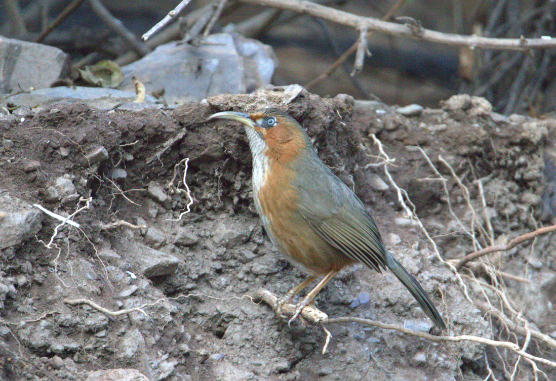 Rusty-cheeked Scimitar-Babbler - ML627686707