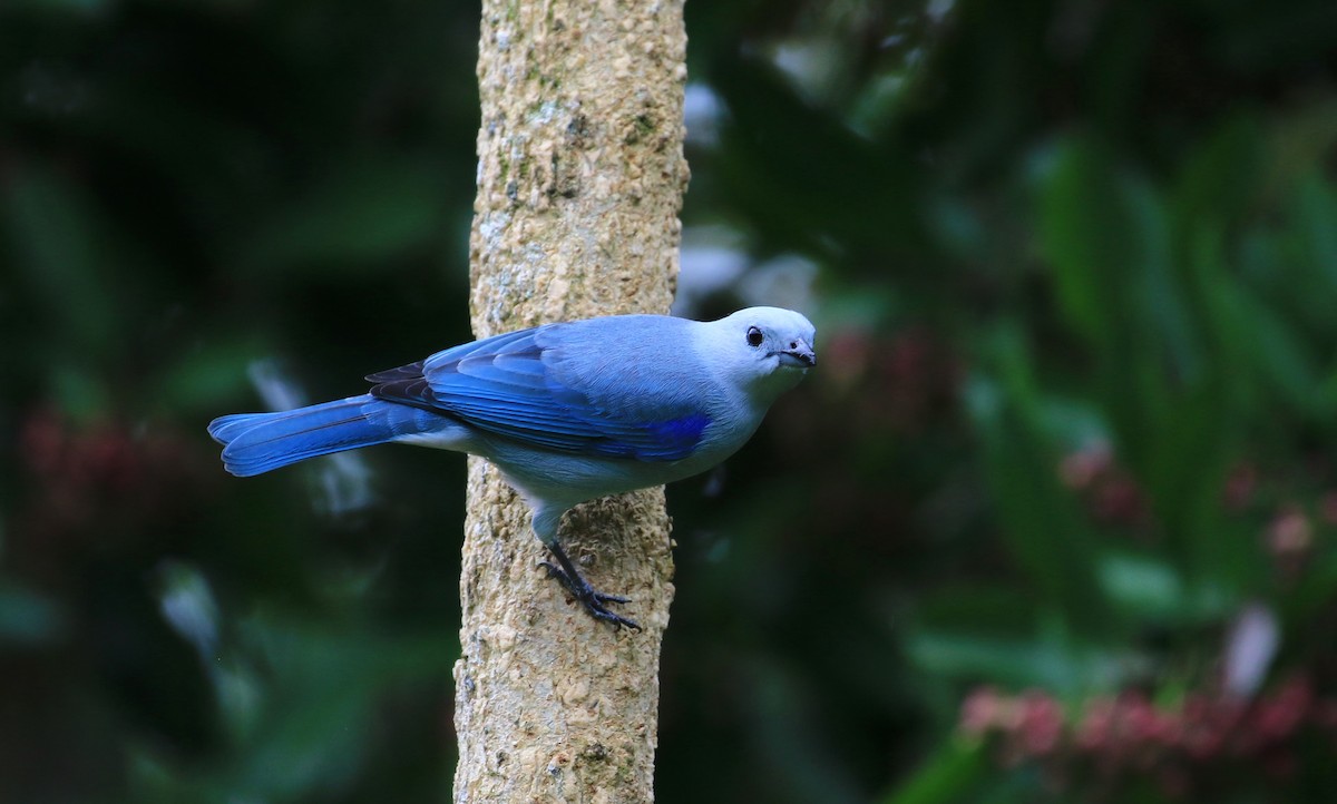 Bay-headed Tanager - ML627686783