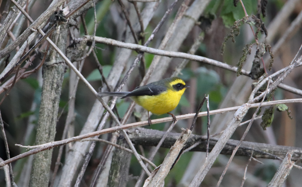 Yellow-bellied Fairy-Fantail - ML627686786