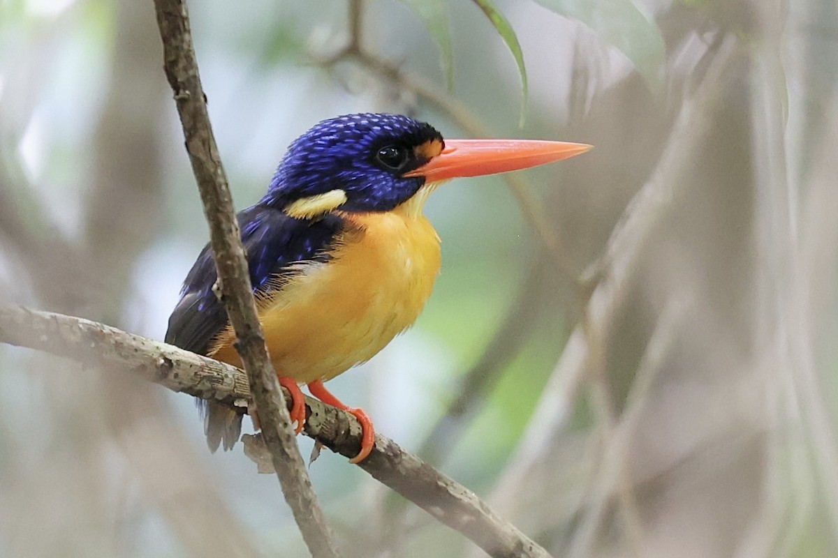 Moluccan Dwarf-Kingfisher - ML627686831
