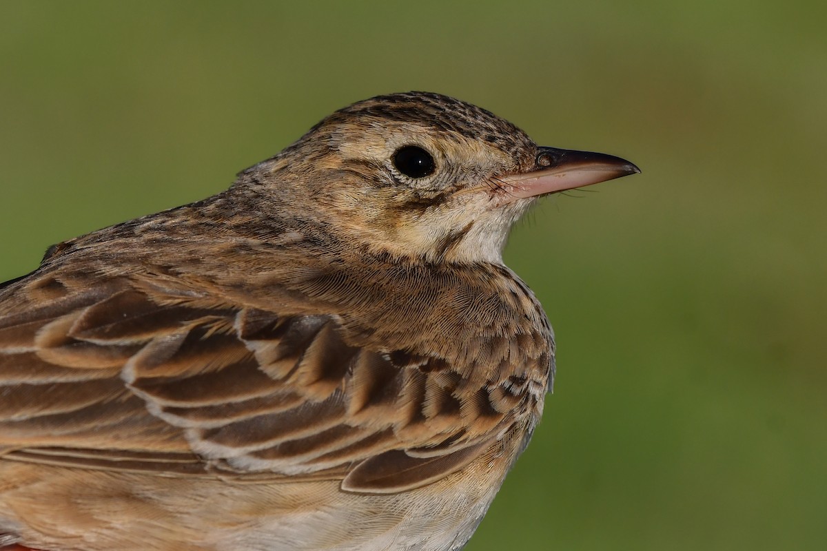 Richard's Pipit - ML627686834