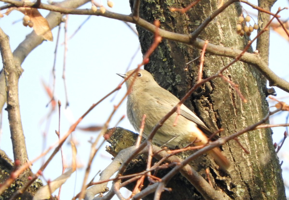 Black Redstart - ML627686876