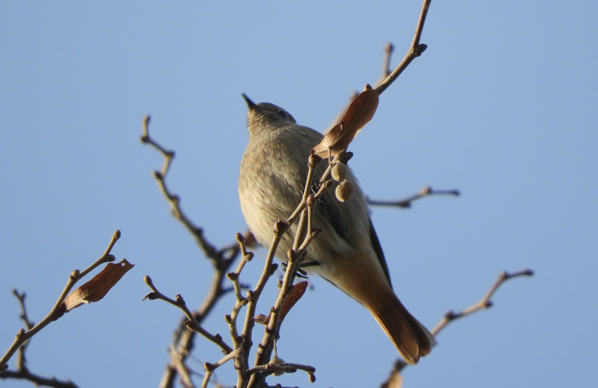 Black Redstart - ML627686878