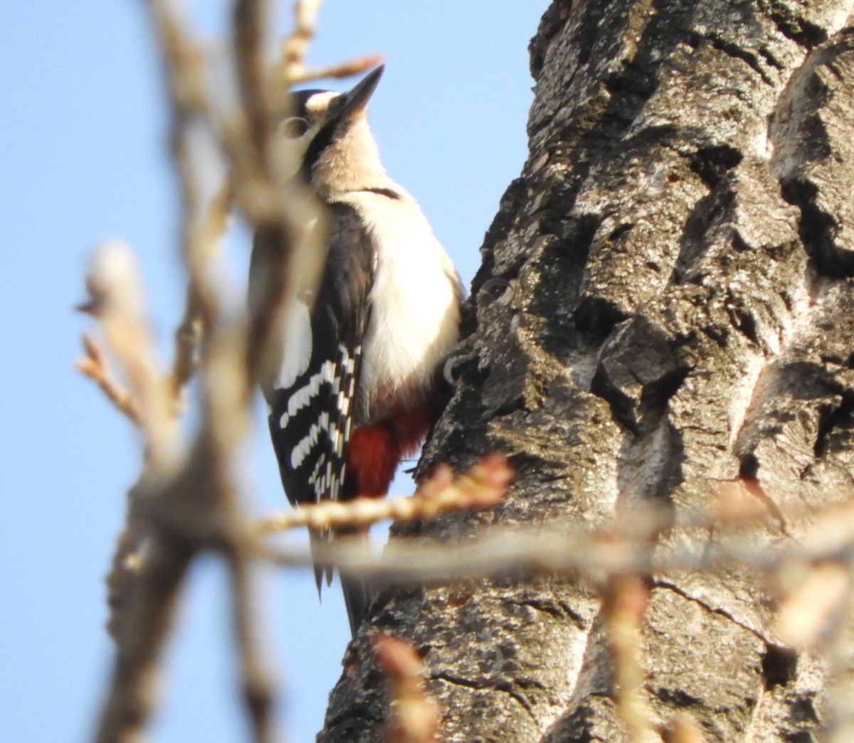 Great Spotted Woodpecker - ML627686891