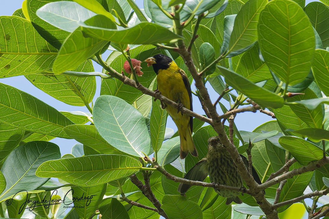 Antillean Siskin - ML627687068