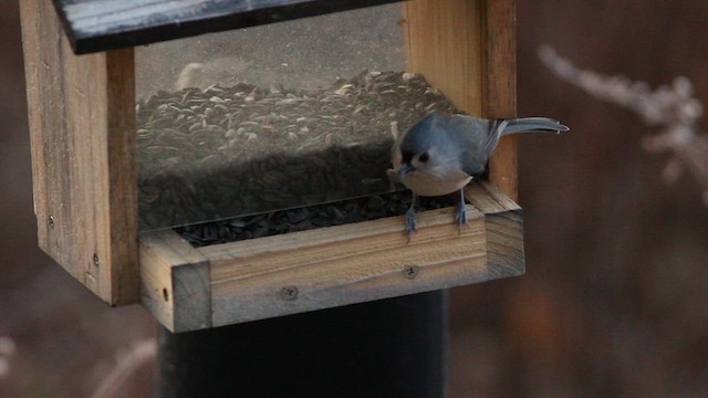 Tufted Titmouse - ML627687379