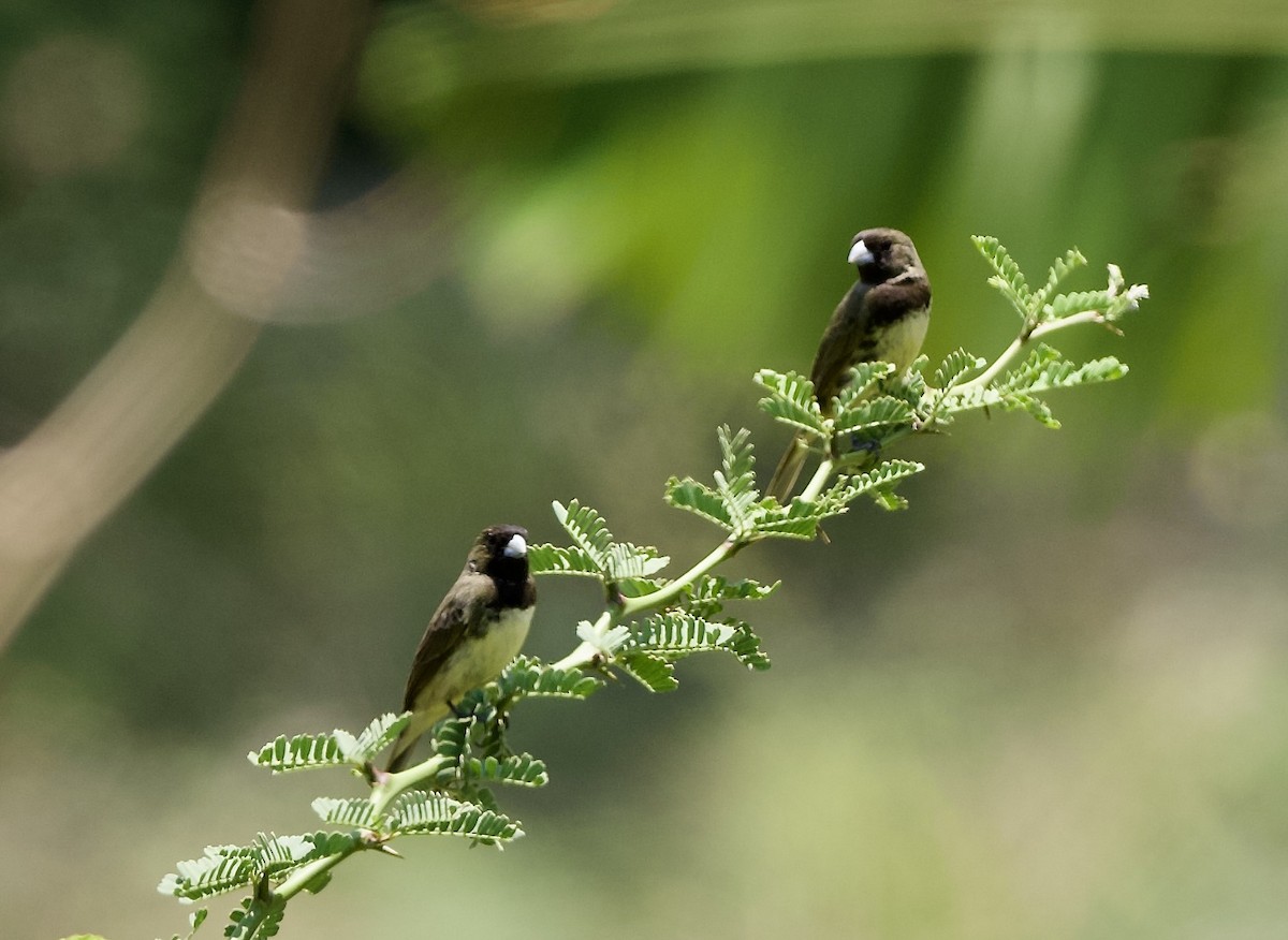 Yellow-bellied Seedeater - ML627687388