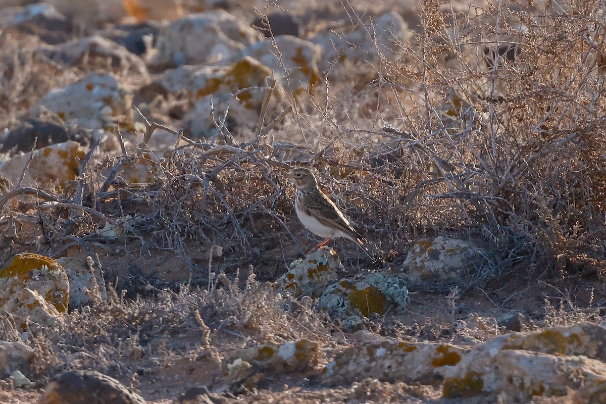 Mediterranean Short-toed Lark - ML627687548