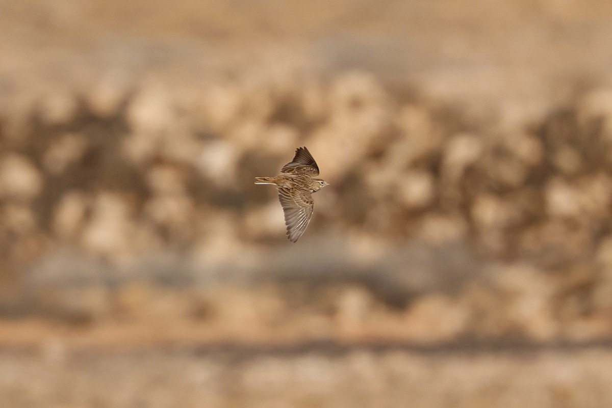 Mediterranean Short-toed Lark - ML627687552