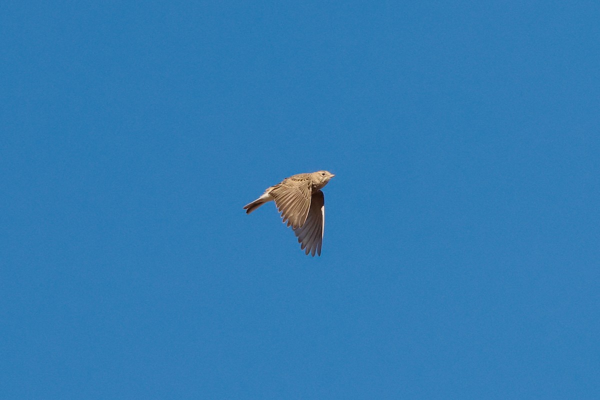 Mediterranean Short-toed Lark - ML627687557