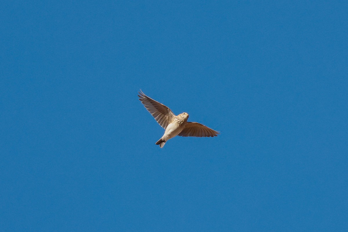 Mediterranean Short-toed Lark - ML627687558