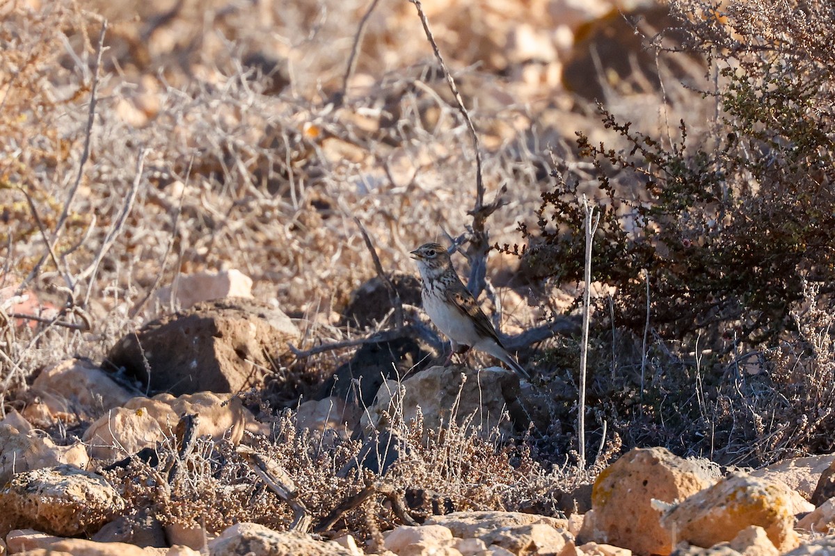 Mediterranean Short-toed Lark - ML627687559