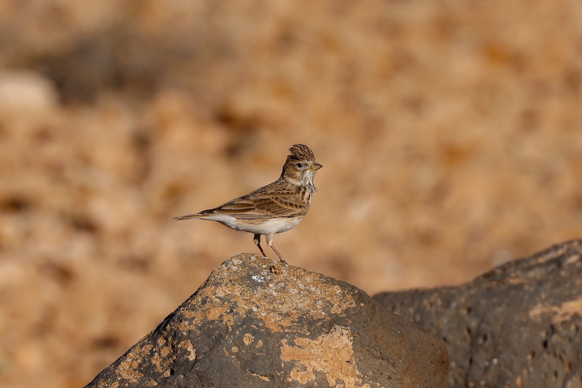 Mediterranean Short-toed Lark - ML627687568