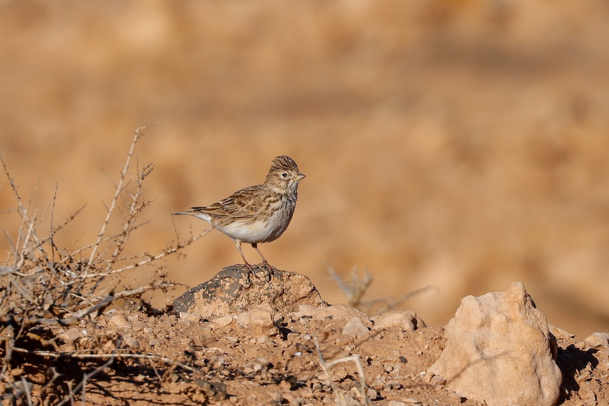 Mediterranean Short-toed Lark - ML627687569