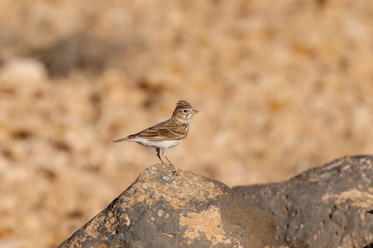 Mediterranean Short-toed Lark - ML627687570