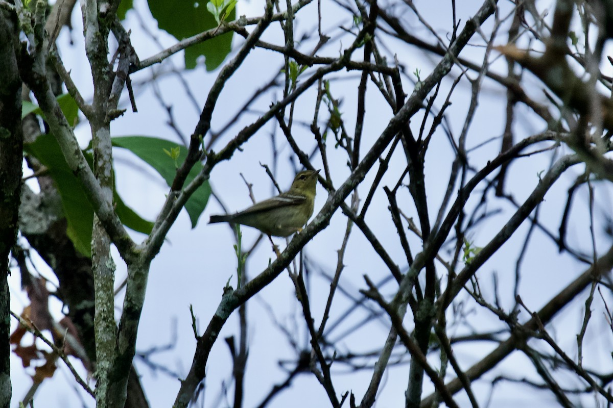 Blackpoll Warbler - ML627687600