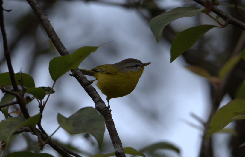 Gray-hooded Warbler - ML627687630