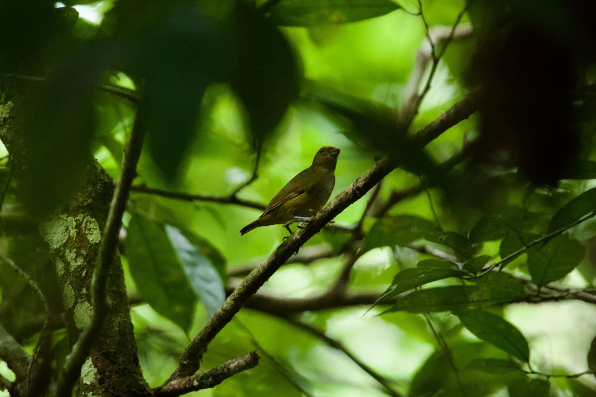 ブロンズフウキンチョウ - ML627687657