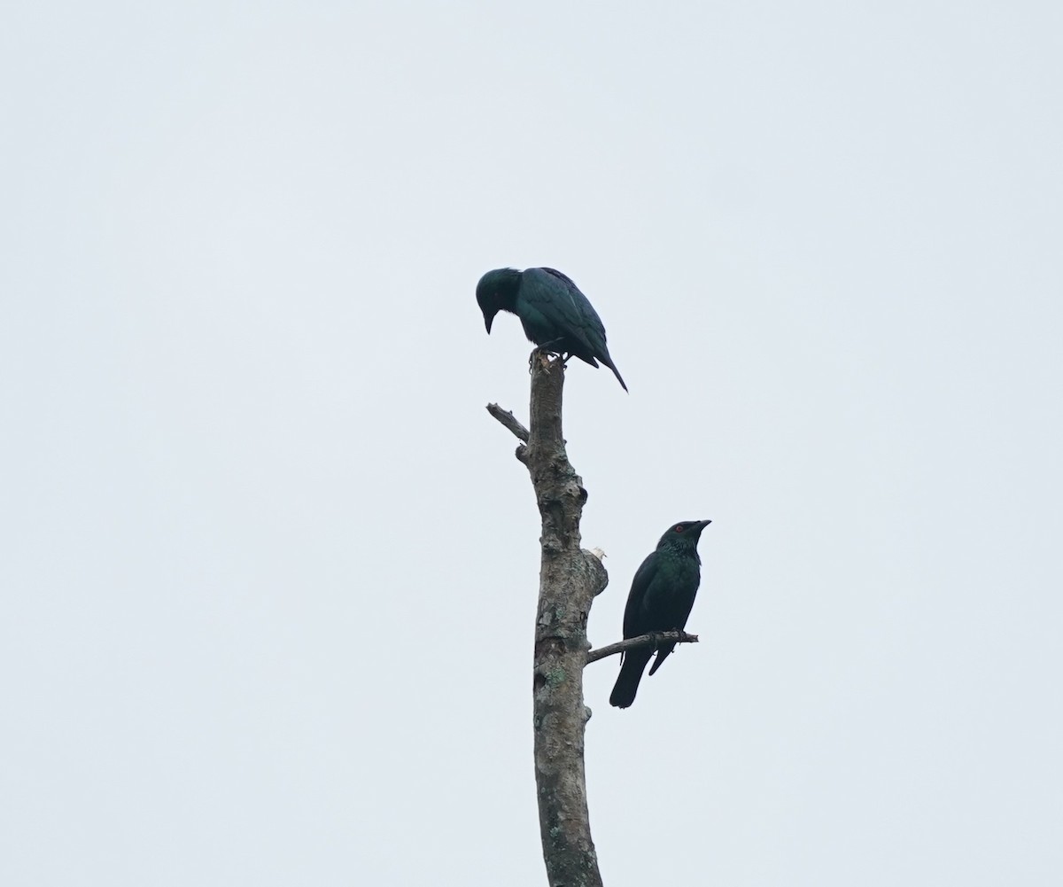 Asian Glossy Starling - ML627687736