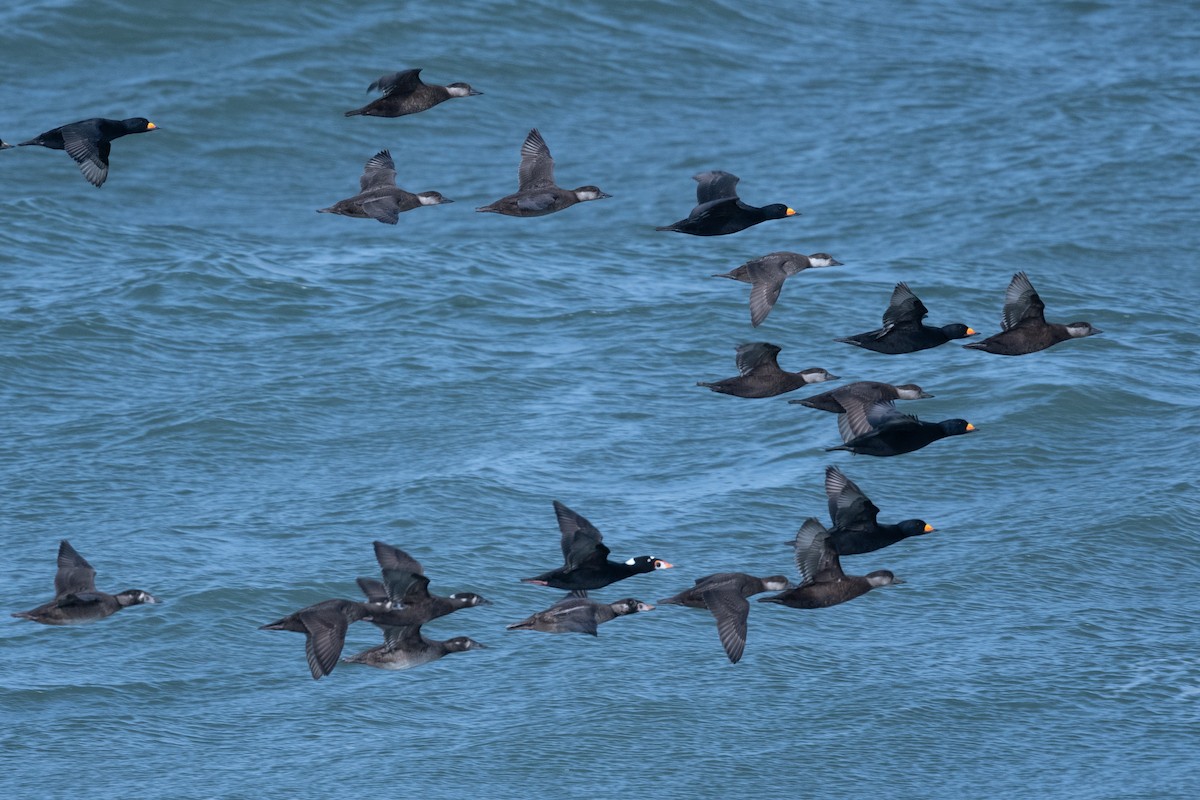 Black Scoter - ML627687899