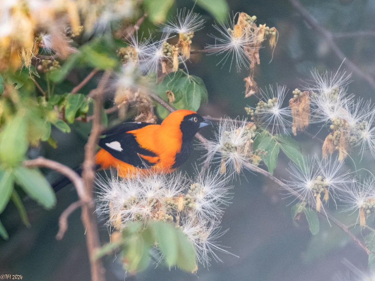 Orange-backed Troupial - ML627687930