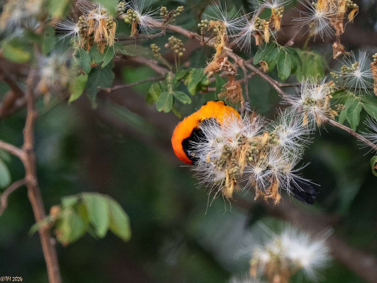 Orange-backed Troupial - ML627687932