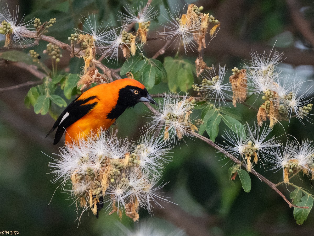 Orange-backed Troupial - ML627687934