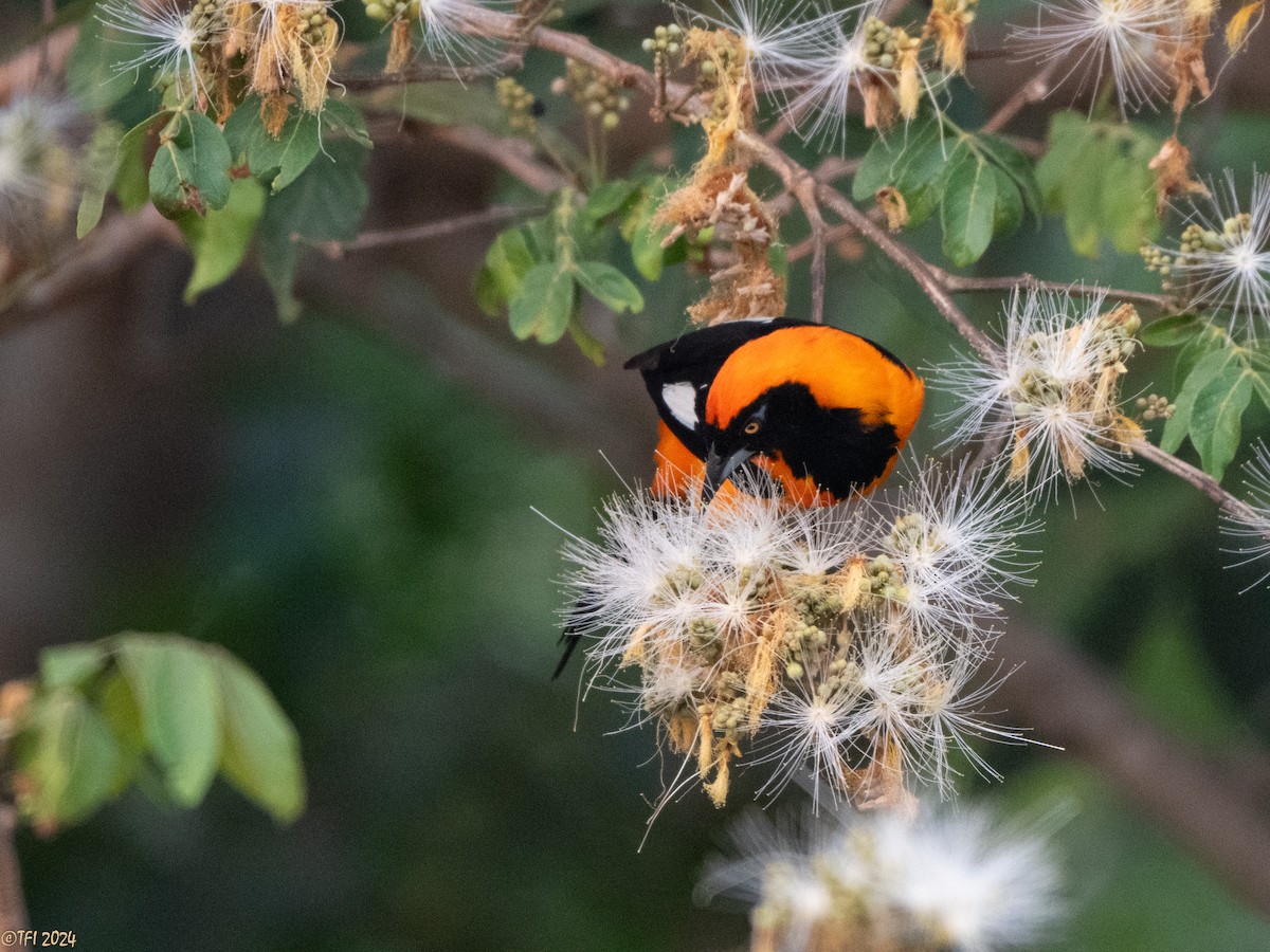 Orange-backed Troupial - ML627687935