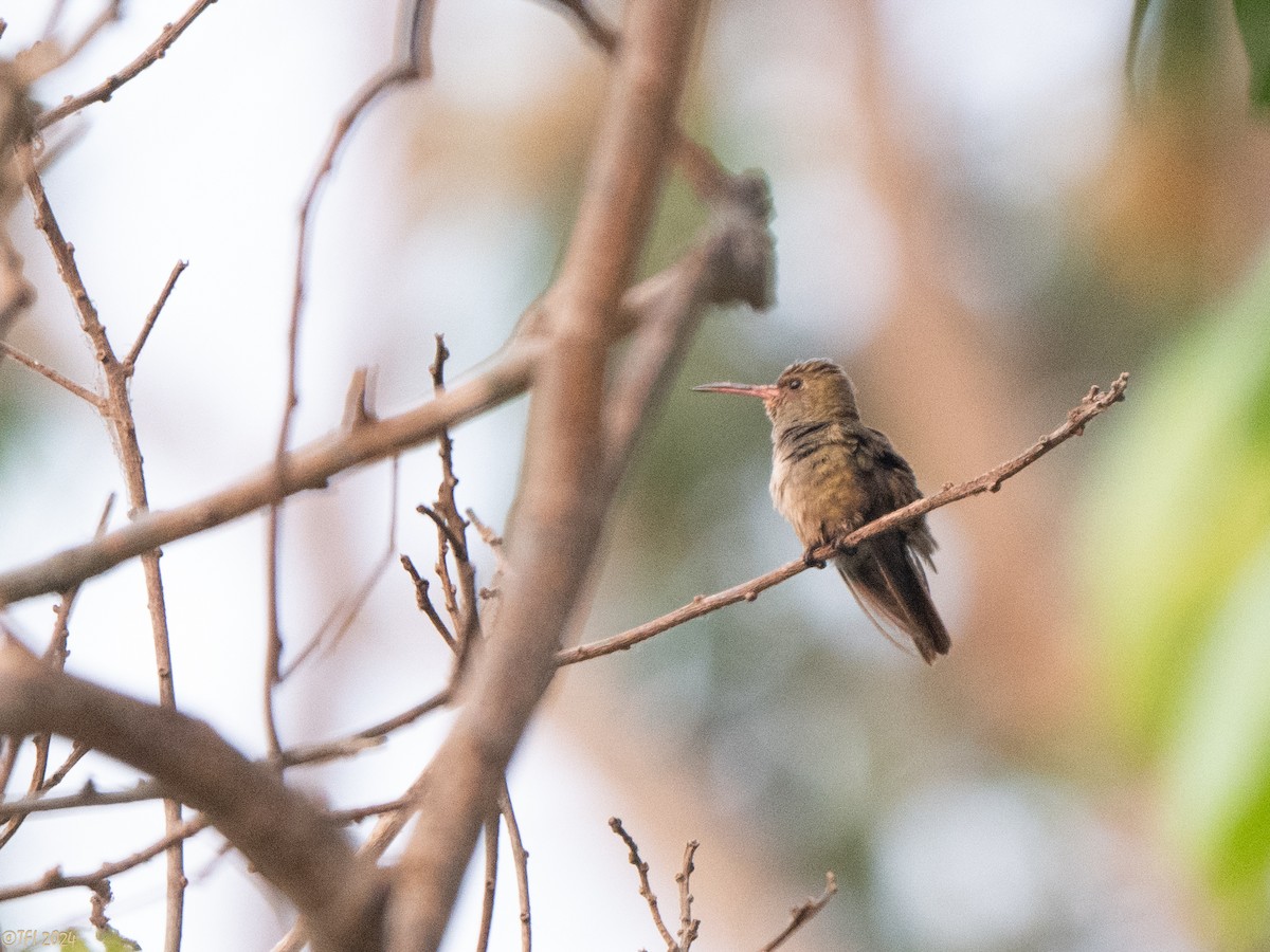 Gilded Hummingbird - ML627688081