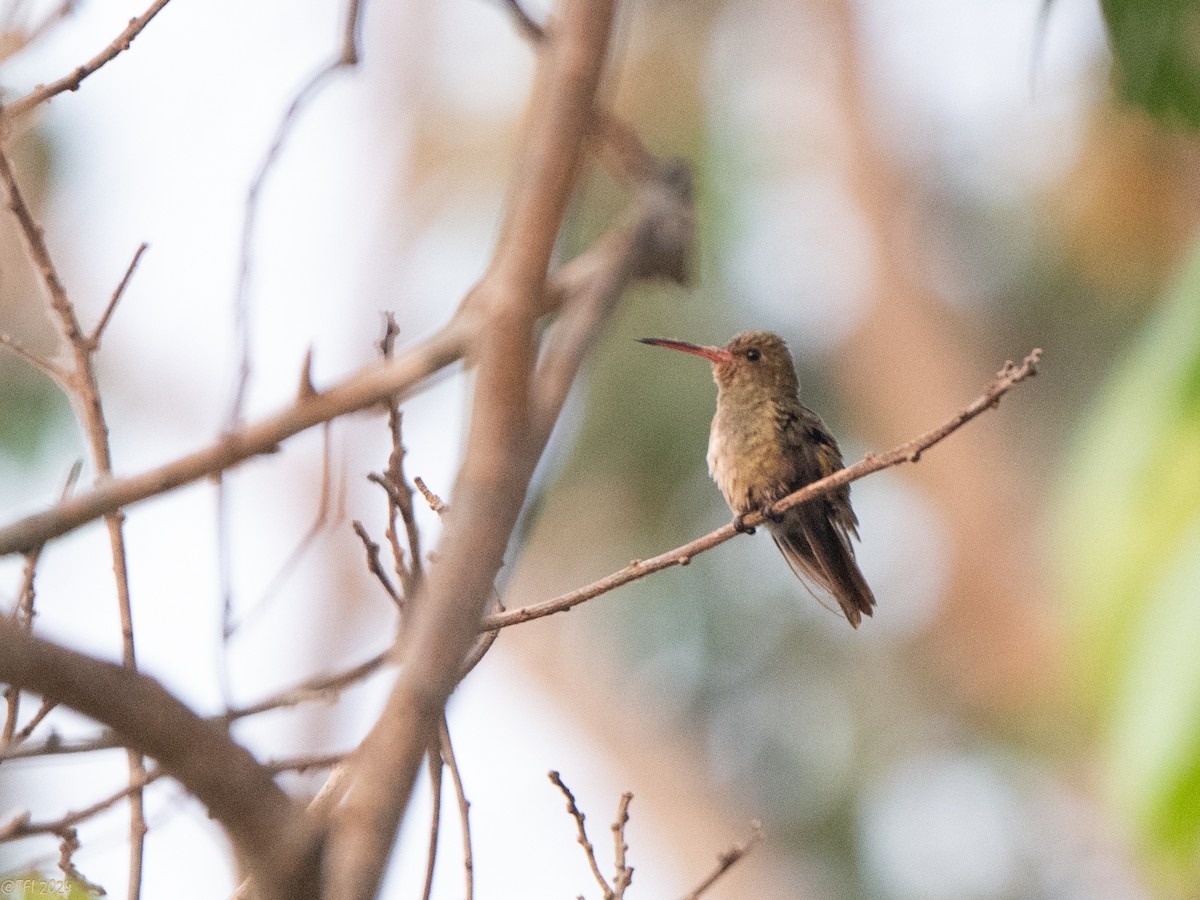 Gilded Hummingbird - ML627688085