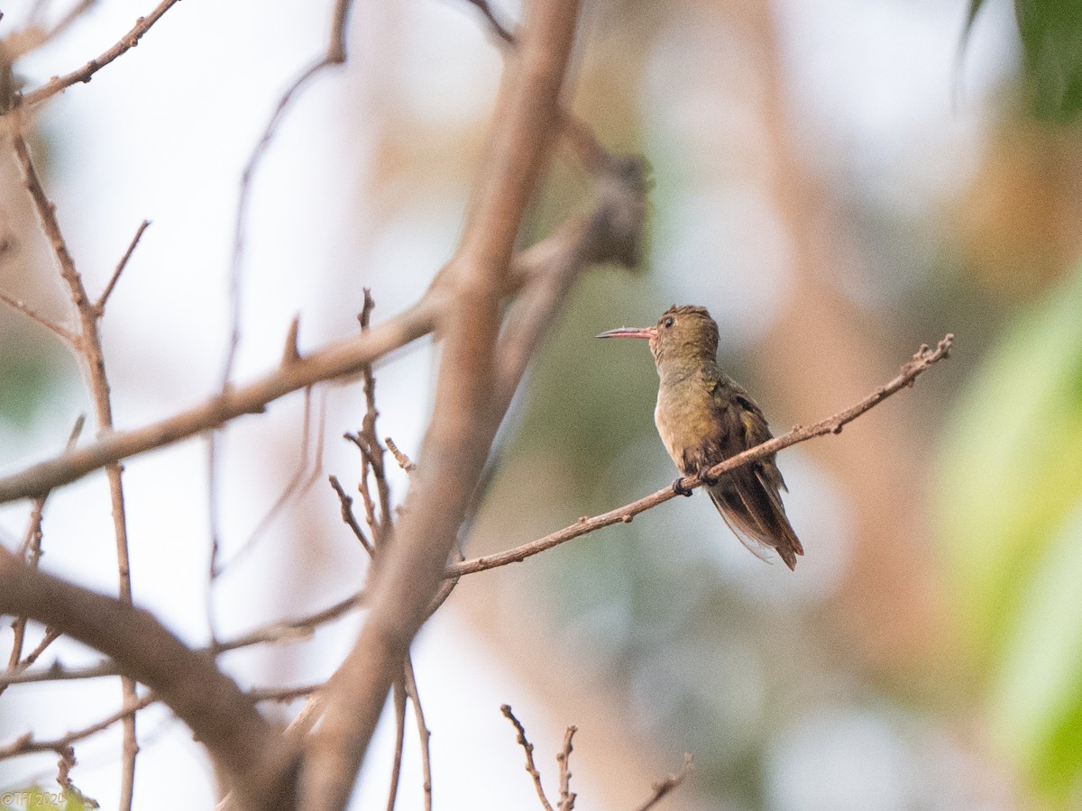 Gilded Hummingbird - ML627688086